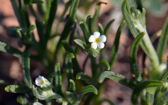 Harpagonella palmeri, Palmer's Grapplinghook, Southwest Desert Flora